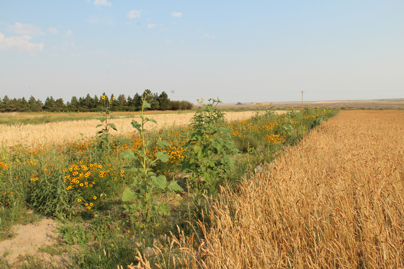 The pollinator supporting features implemented at Villicus Farms in Montana can be scaled-up to meet the needs of large-scale producers.
