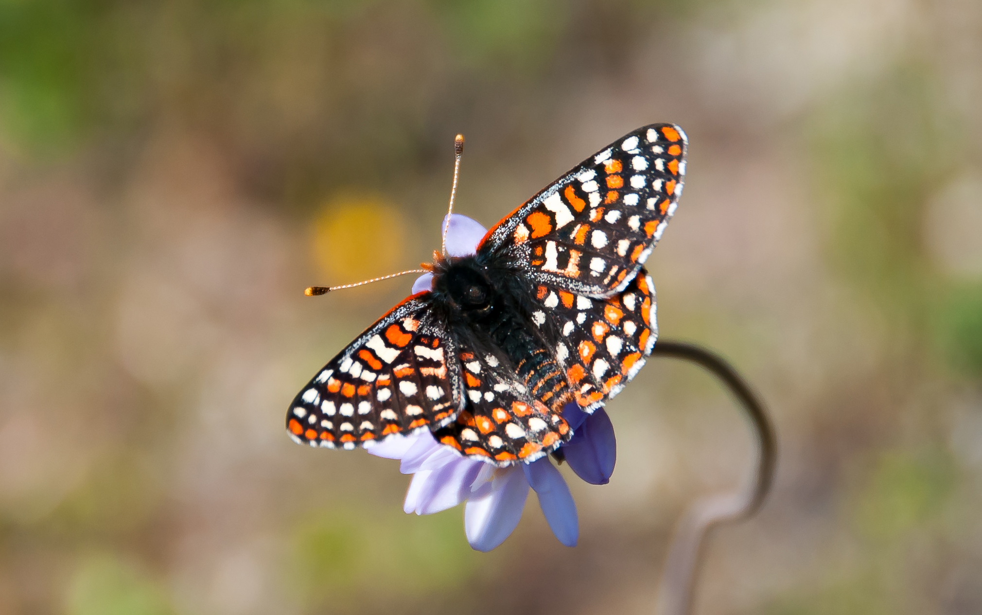 Orange, white, and black Quino checkerspot butterfly (Euphydryas editha quino) sits atop a purple flower with wings spread wide.