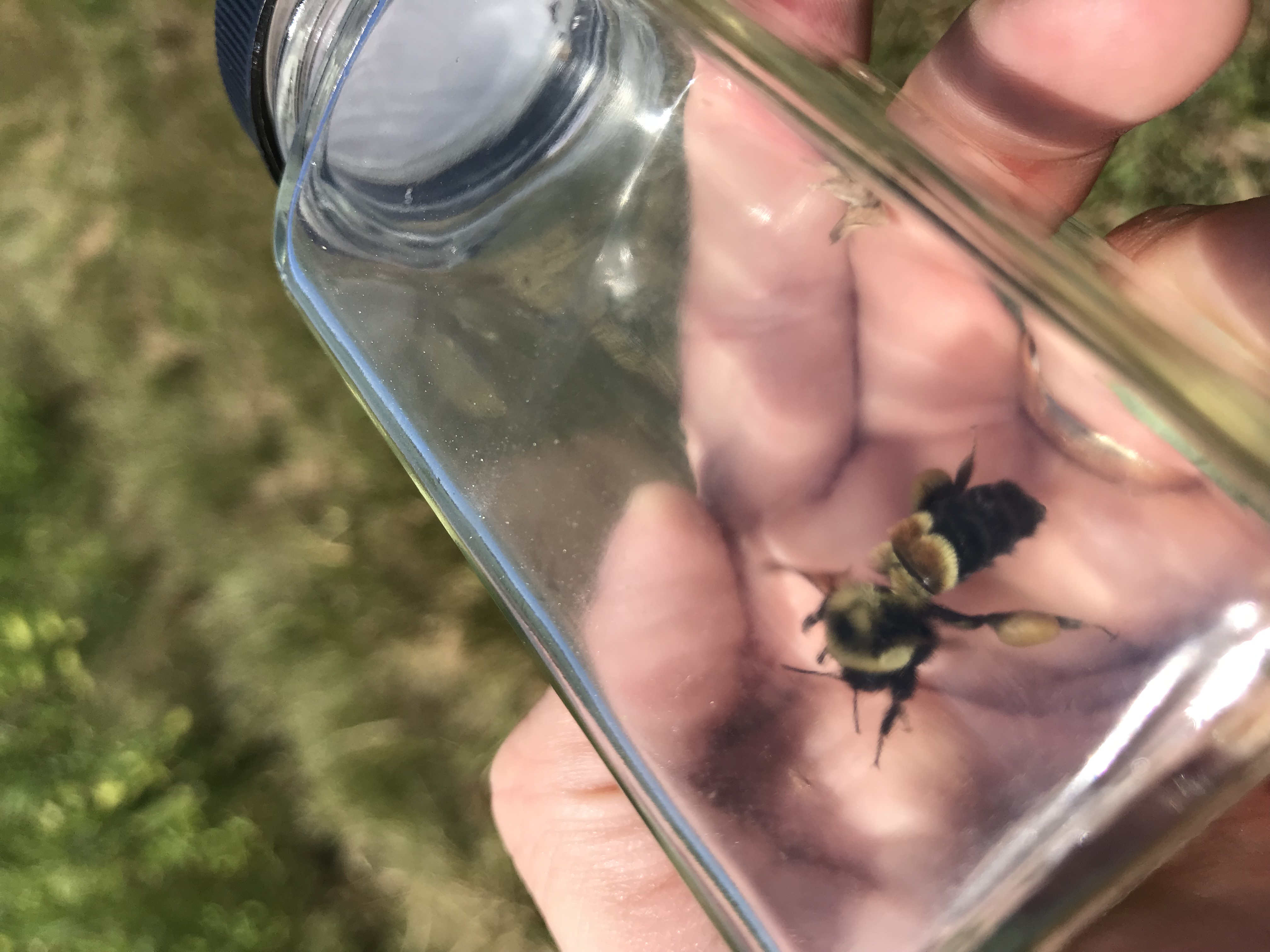 A glass vial containing a rusty patched bumble bee is held aloft.