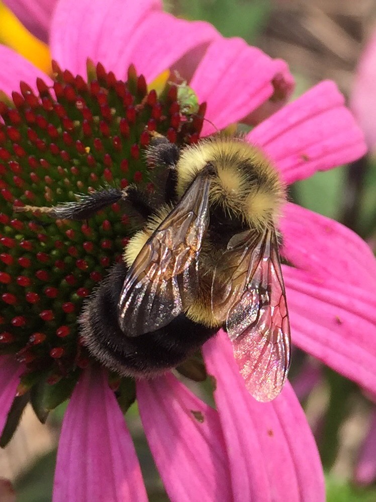 A fuzzy bumble bee with yellow and black stripes, as well as a rust-colored patch on its back, clings to a flower with bright pinkish-purple petals in this close-up shot.