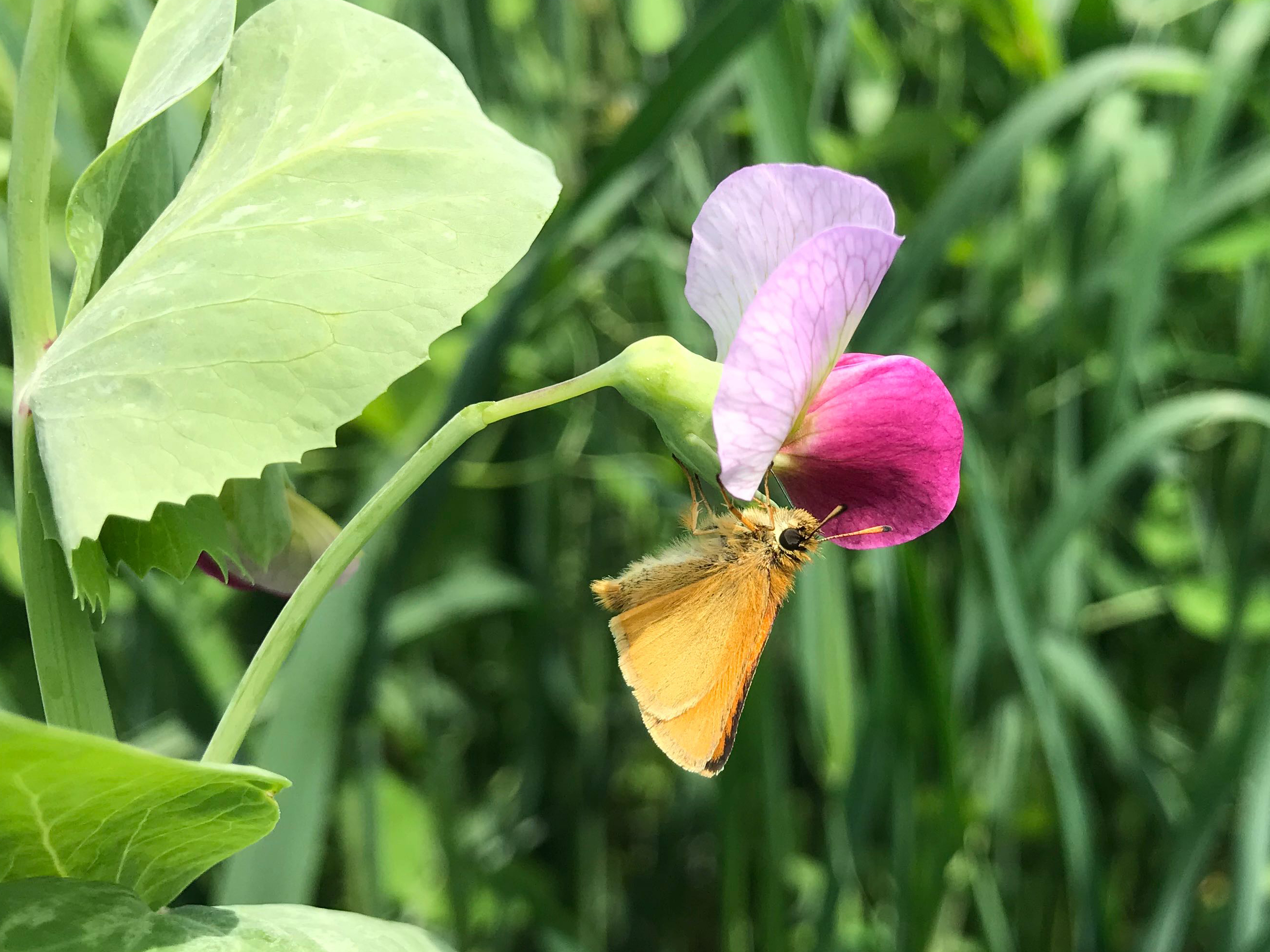 A yellow-orange butterfly hangs upside-down from a bright pink flower. Behind the butterfly is a lot of deep-green vegetation.