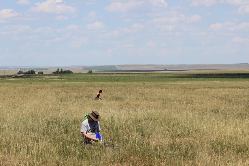 USGS technicians check bee traps from a harvested wheat field in Colorado