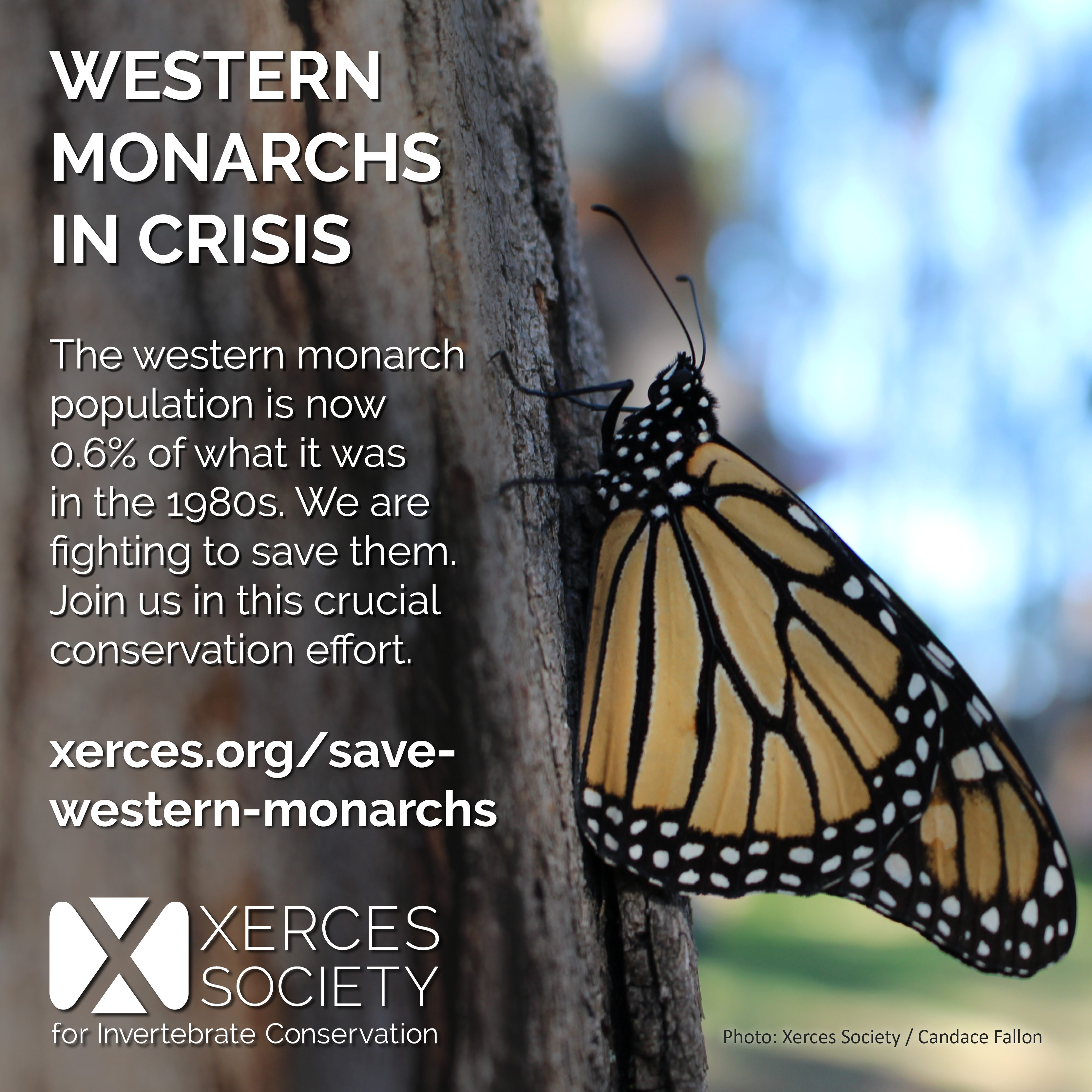 This graphic lays out the basic problem (a 99% population decline since the 1980s), and provides a link to savewesternmonarchs.org.