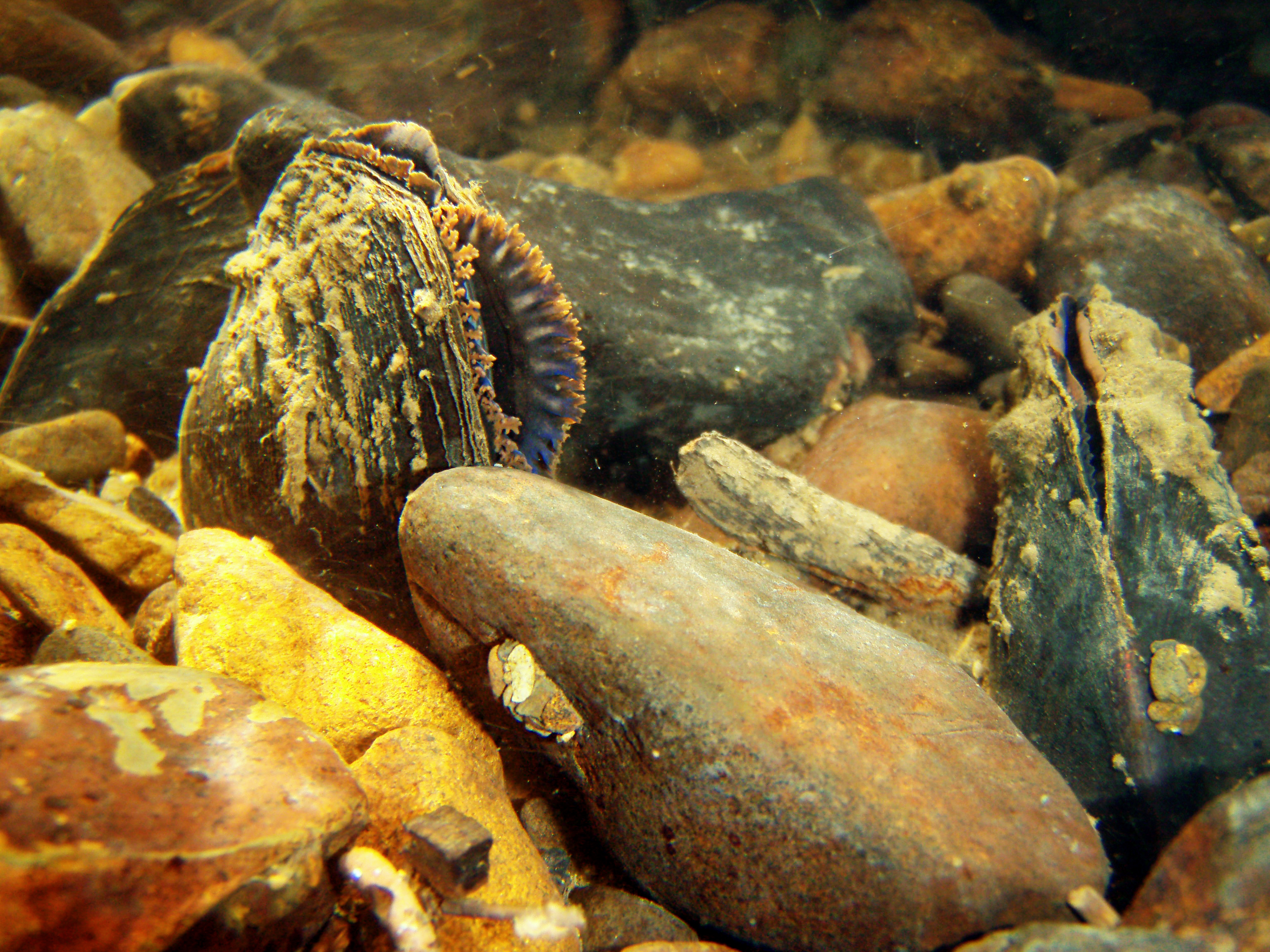 Orange and bluish mussels are gathered together.