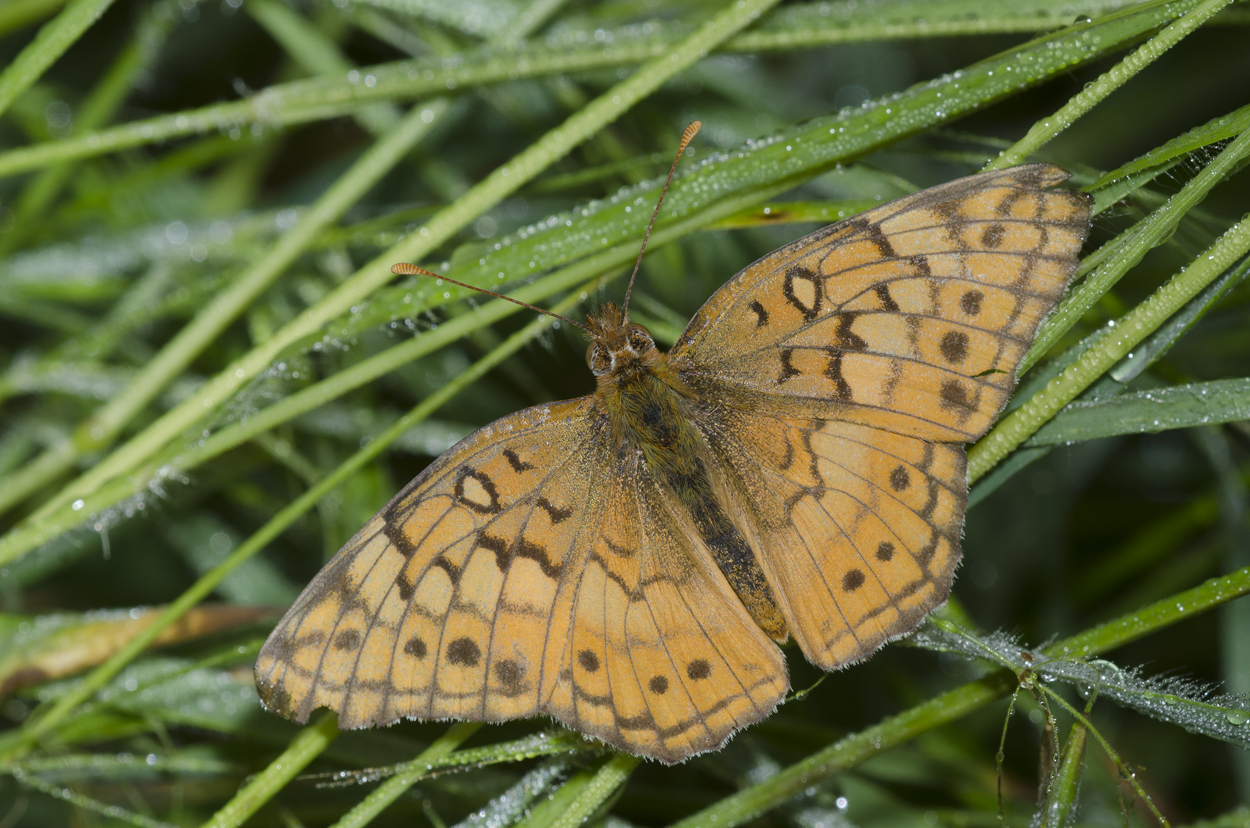 An orange butterfly with brown markings rests with it's wings spread on green grass