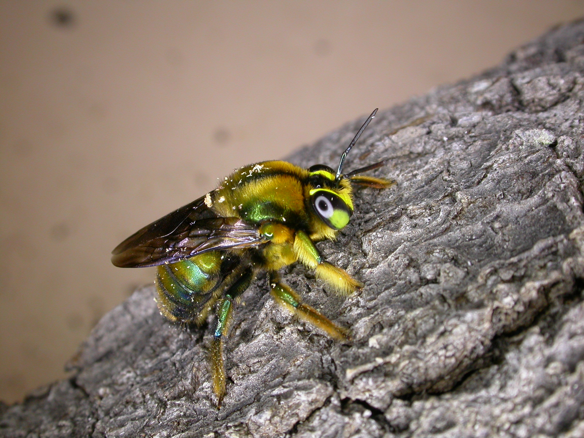 An Australian green carpenter bee resting on a branch. The bee is metallic green.