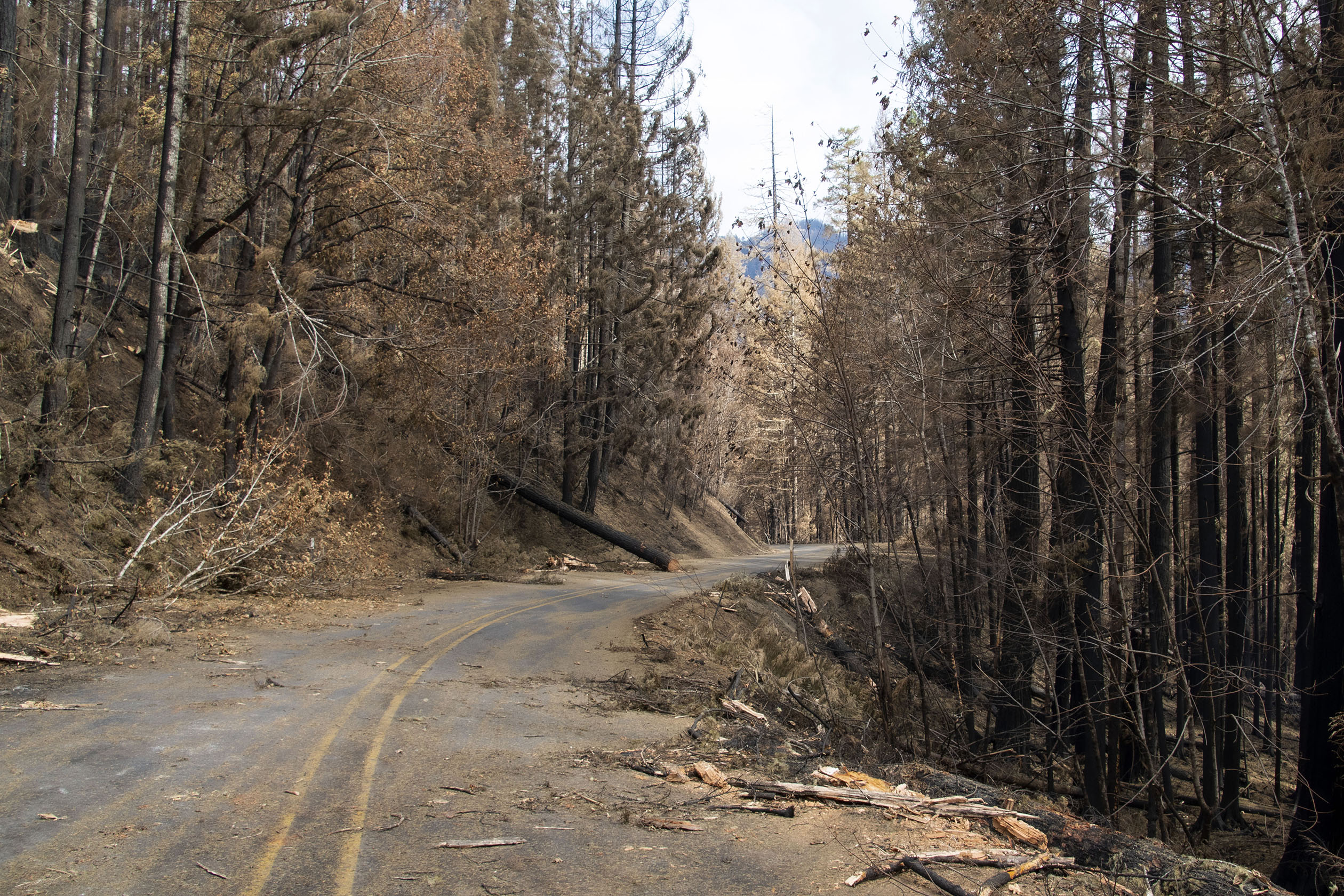 A narrow road curves through a forest burned by wildfire. The road is covered with fallen trees.