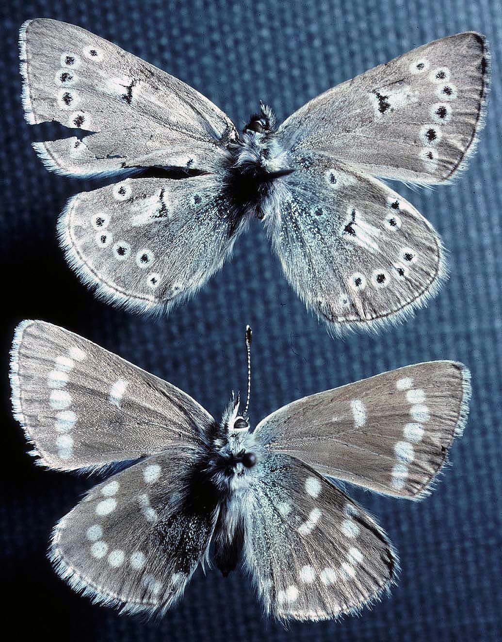 Two tattered blue and gray butterflies are mounted on pins. Specimens like these are all that remain of the Xerces blue butterfly.