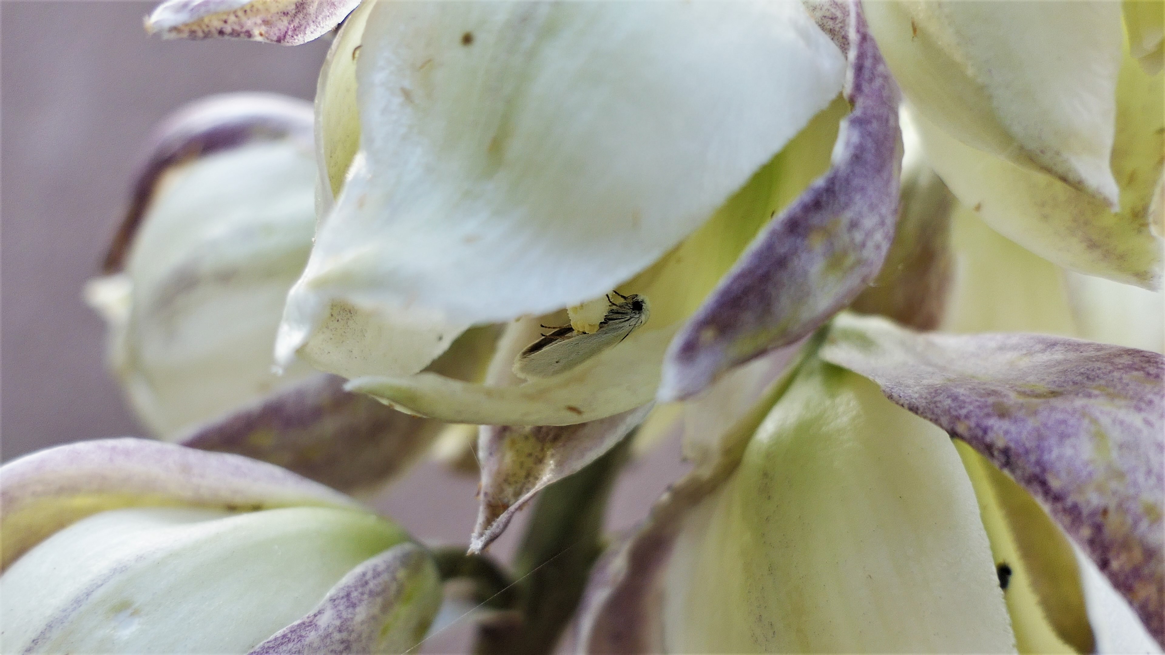 Hidden away inside the creamy-white flowers of a yucca plant, the yucca moth is gathering pollen