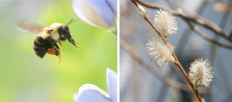 Left: A bee with an orange, bulging pollen basket flies towards a pale blue flower. Right: Willow flowers put forth a lot of white tendrils, creating a fluffy oblong shape.