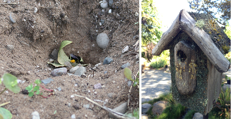 On the left, a bee burrows into the ground. On the right, a bee sets up residence in a wooden bird house.