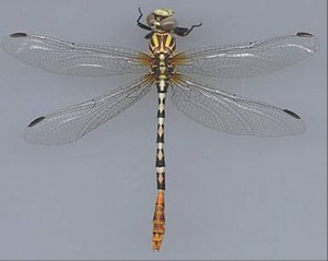 Scan of a white-belted ringtail dragonfly, looking down on it's back with wings spread.