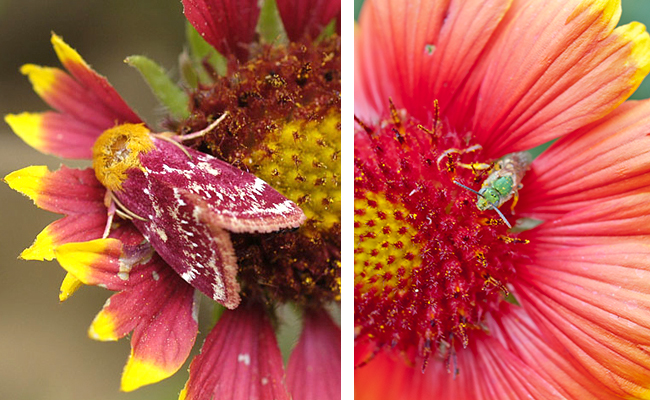 S. Volupia (left) is one of two moths that visit blanketflower. Photo: © Charles Schurch Lewallen / BugGuide.net. Green metallic sweat bees (Right, Agapostemon spp.) are frequent visitors to the brightly colored flowers. Photo: Justin Wheeler.