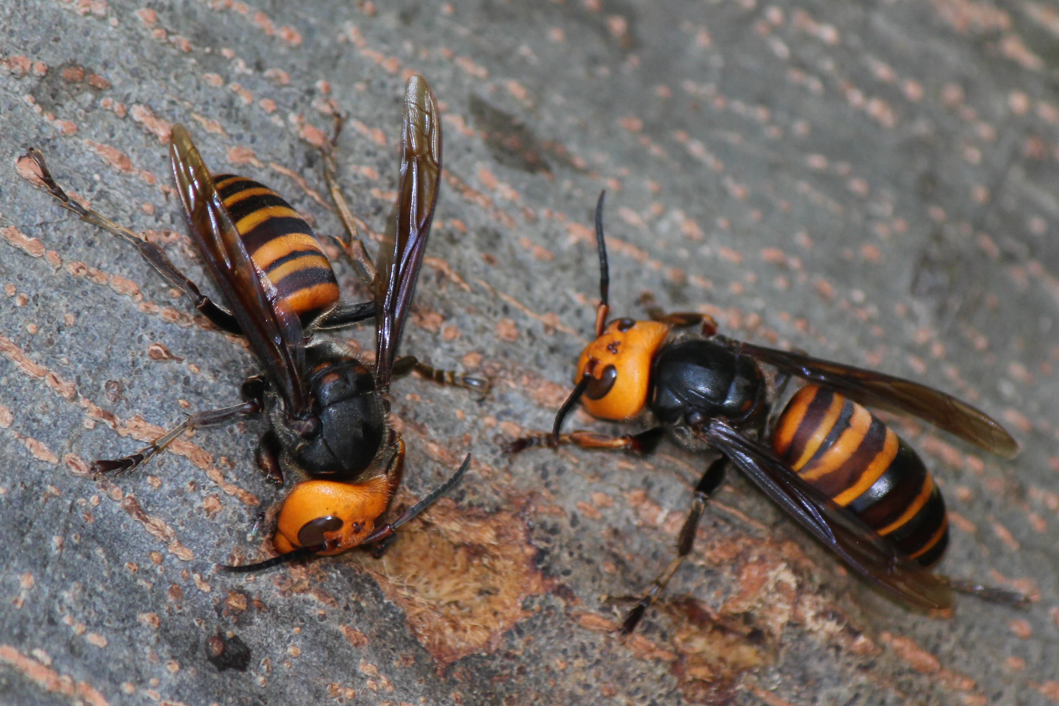 With orange and black stripes on its body and a bright orange face, the giant hornet is a formidable-looking wasp.