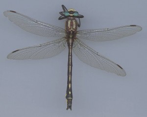 A scan of an adult Pacific clubtail dragonfly.