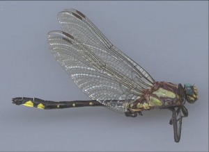A scan of an adult Pacific clubtail dragonfly, viewed from the side.