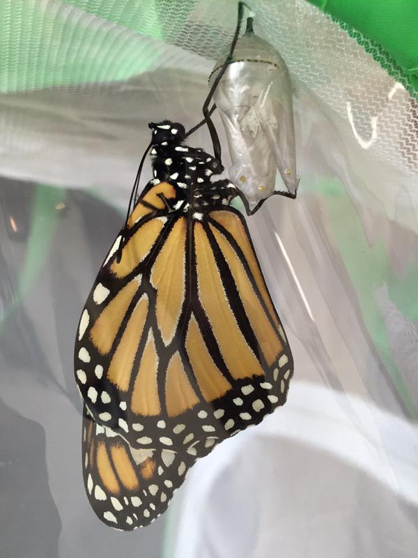 monarch eclosing