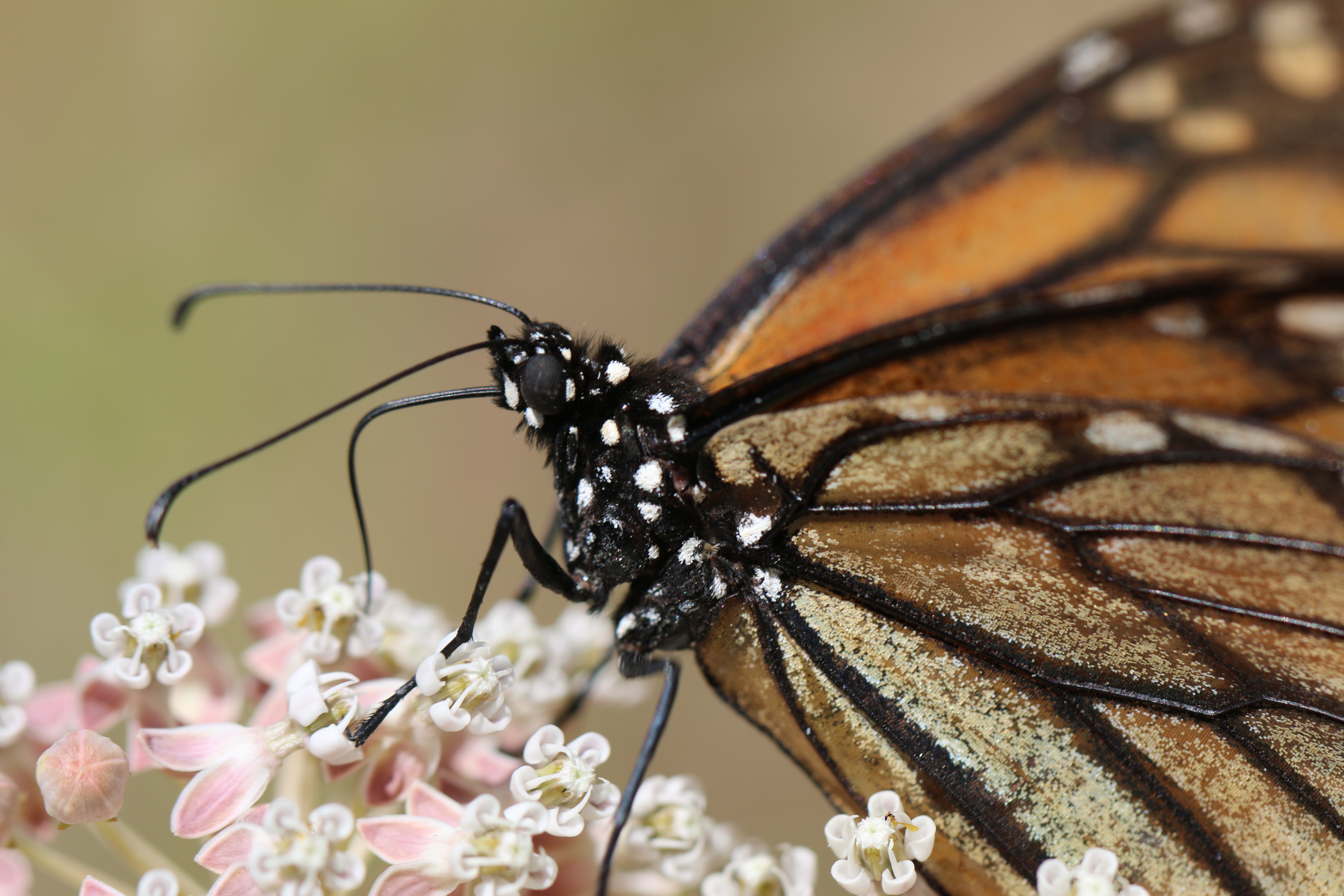 In this close-up photo, a monarch perches atop a cluster of small, white and pink flowers. The image is so detailed, you can see the eye of the monarch, and the scales on its wings.