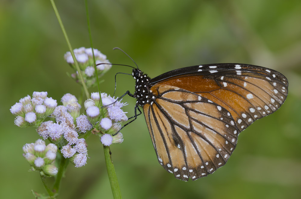 A butterfly that closely resembles a monarch, down to the white polka dots on its black body, rests on a plant's slender foliage.