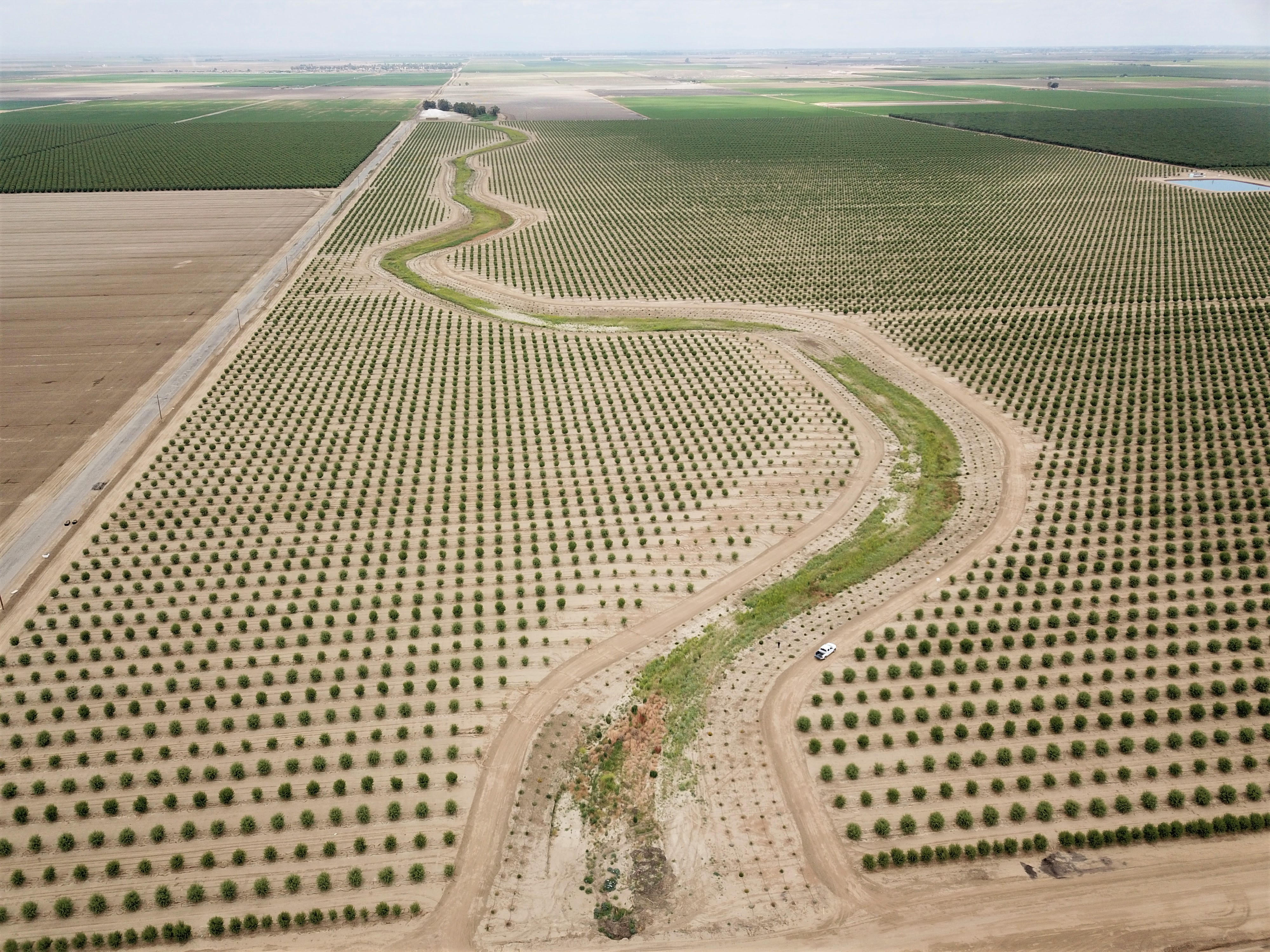 An aerial view of an arid agricultural landscape shows a long hedgerow slicing through grid-like fields.