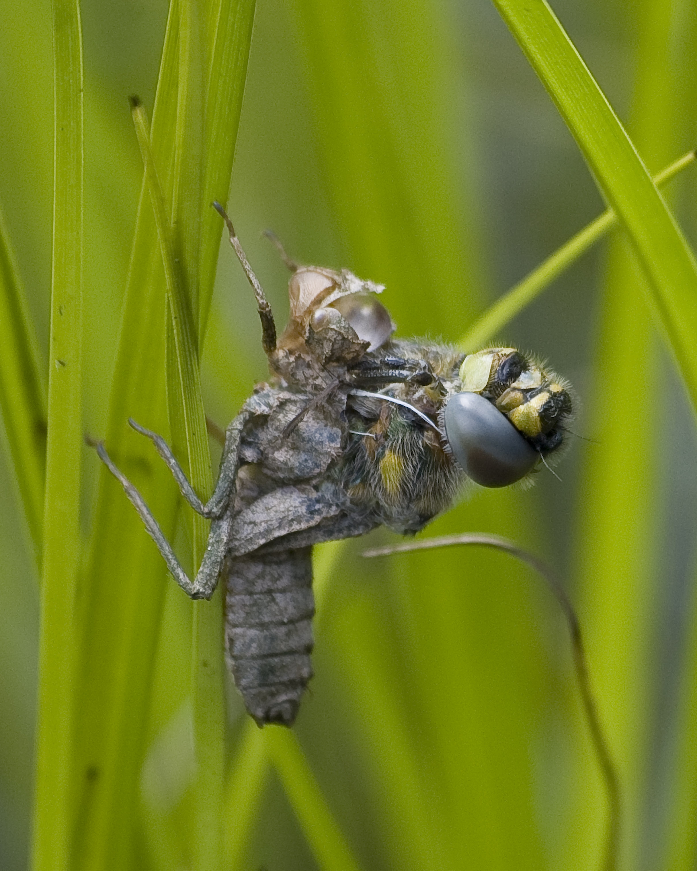 Adult dragonfly emerging from nymphal case attached to a reed stem.
