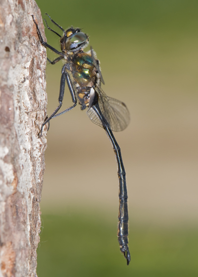 Adult delicate emerald dragonfly resting on a tree trunk.
