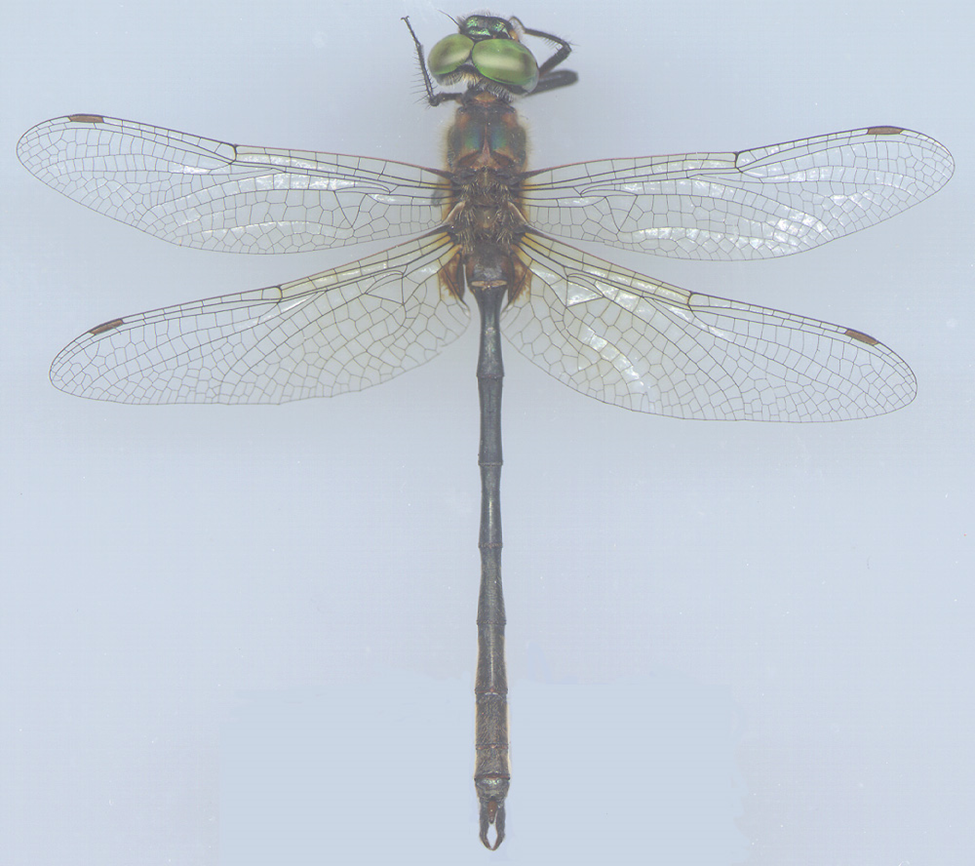 Scan of a adult male delicate emerald dragonfly