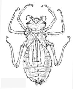 Line drawing of a dragonfly nymph from the genus Somatochlora.