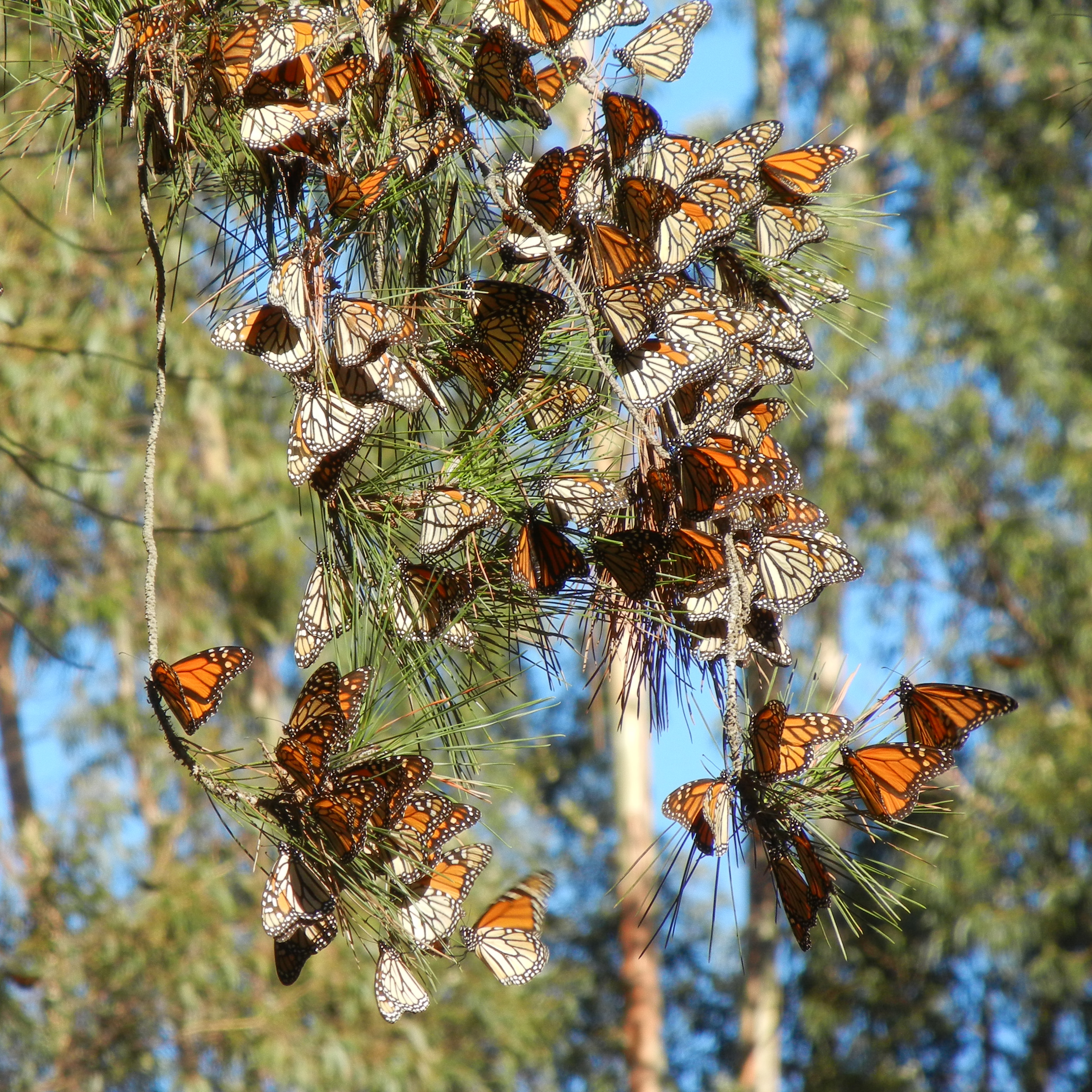 Monarchs cluster on a pine branch. The butterflies that have their wings closed are duller in color, resembling dead leaves. The butterflies with their wings open display a vibrant orange hue.