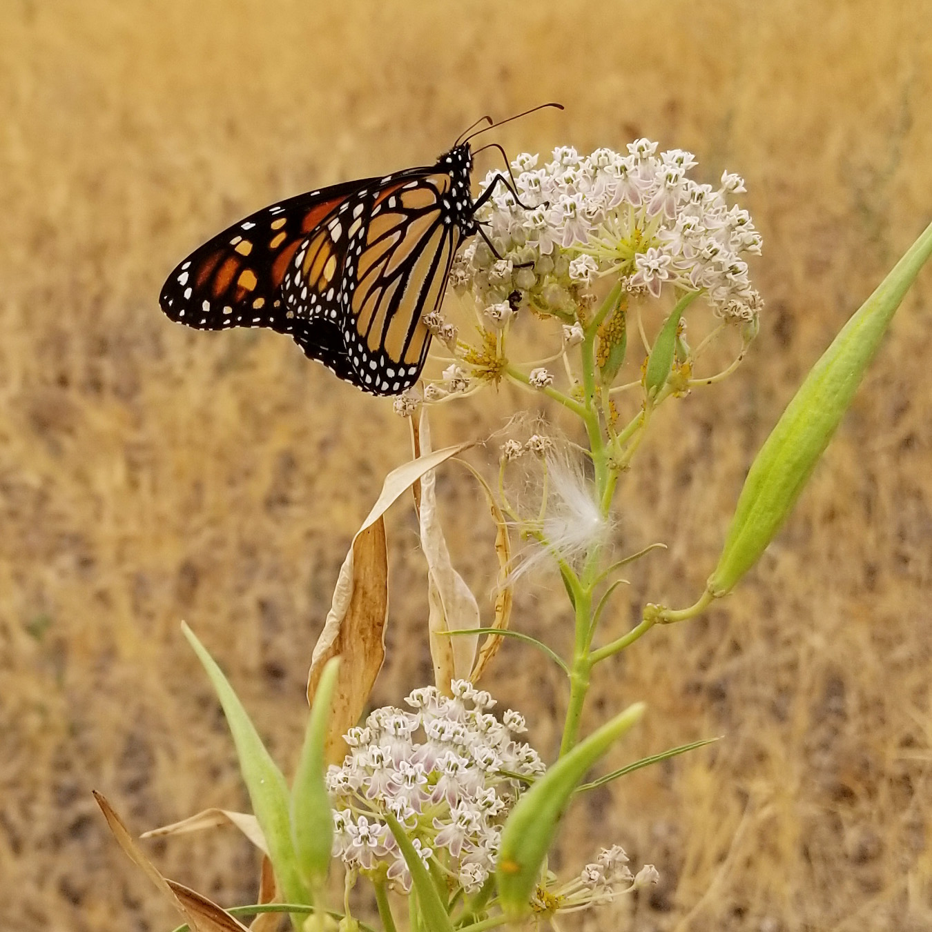 A monarch nectars on off-white milkweed blossoms in a dry field. There is a tuft of milkweed seed on the plant.