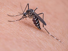 Effective Mosquito Management