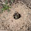 A bee emerging from its nest entrance, which has been dug into sandy soil. The bee has a black body covered all over in short blonde fur. 