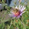 melissodes bee on flower 