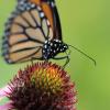 Monarch drinking nectar from purple coneflower 