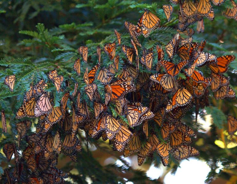 A dense cluster of monarchs, with their bright orange hues shining, cling to a deep green pine branch.