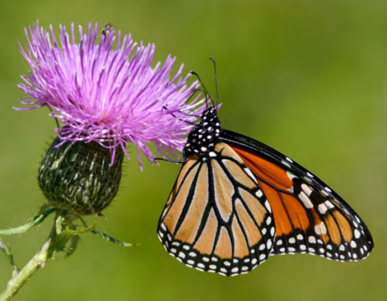 monarch on thistle