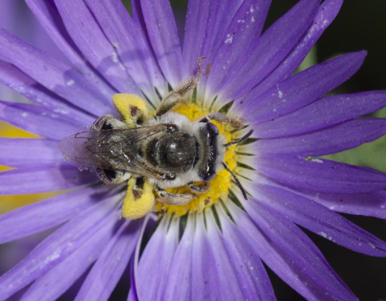 A fuzzy, gray and black bee collects pollen from a purple flower.