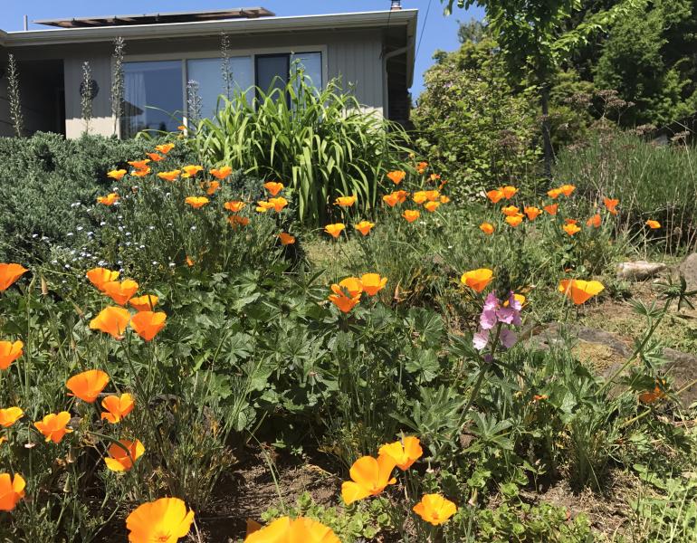 A garden in the front of a home showcases a variety of pollinator plants, including orange California poppies.