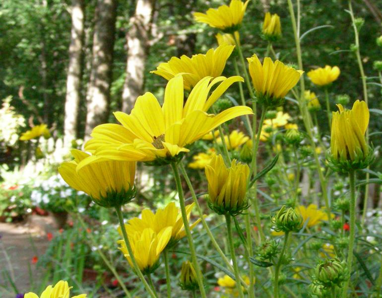 Bright yellow flowers reach upwards in this low-angle shot.