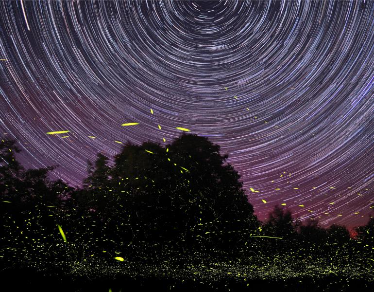A purple and maroon night sky is lit by curving, white star trails, and the darkened area of the frame with silhouettes of trees is illuminated by the yellow streaks of fireflies in this long-exposure shot.