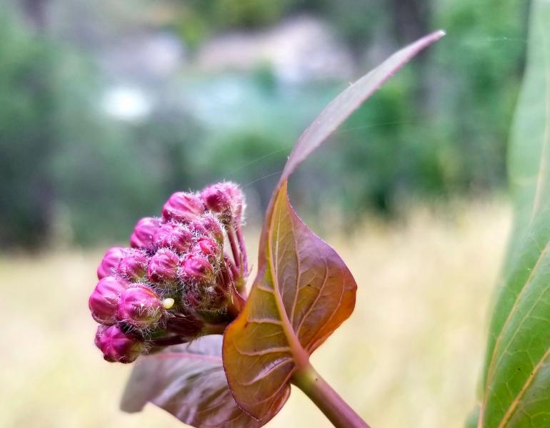 A tiny monarch egg can be seen in a cluster of pink milkweed blossoms.
