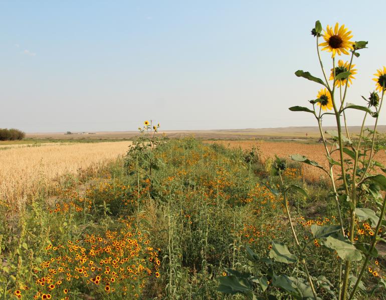 A field of sunflowers bordering a field. 