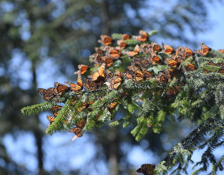 Monarchs cluster on an evergreen tree branch.