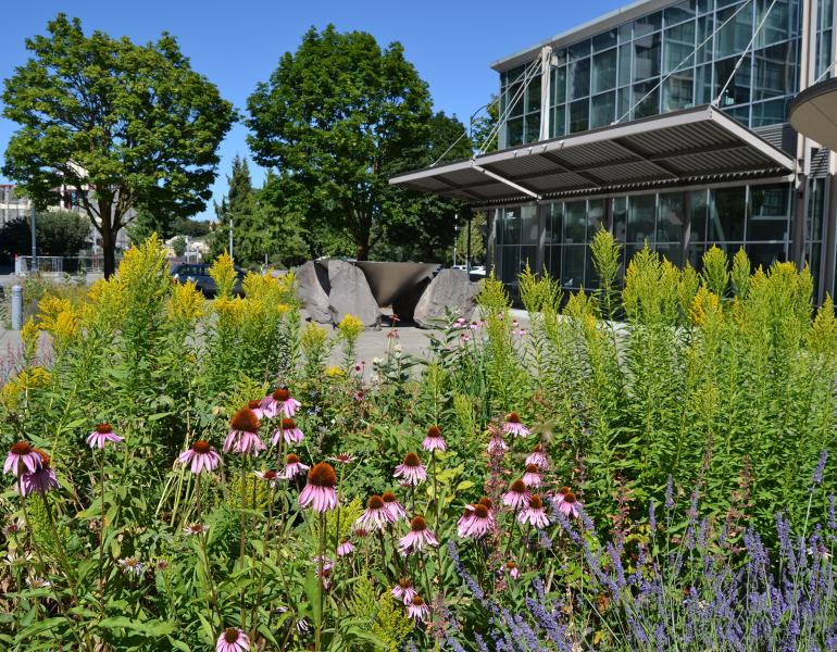 Landscaping outside an office building includes purple coneflower and goldenrod.
