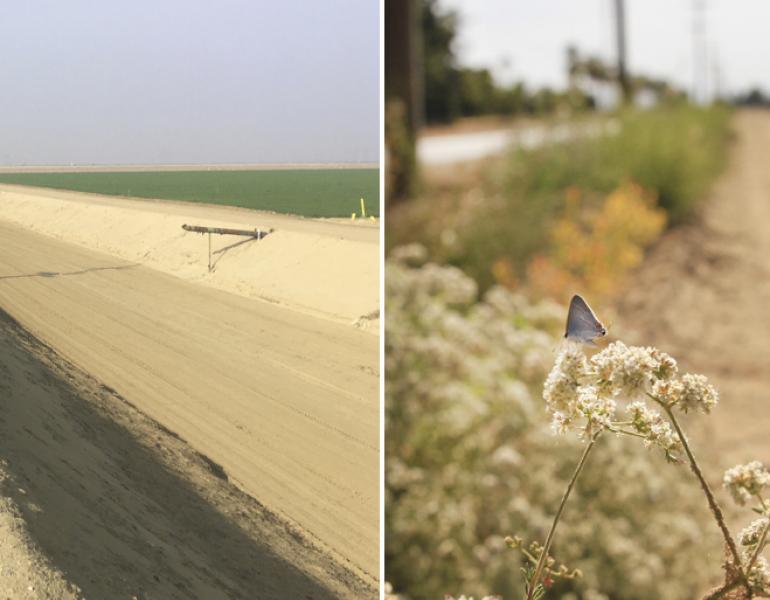 This is a two-part image. On the left is a dry, arid, agricultural landscape with a lot of bare dirt. On the right is the same landscape, but with a flowering hedgerow that recedes into the distance, and a small, gray butterfly perched on a small, thin branch with flowers in the foreground.