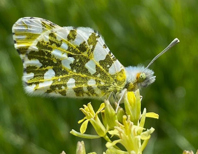 Large marble butterfly on flower