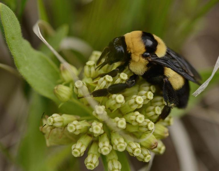 Black and yellow Southern Plains bumble bee on wooly milkweed blooms