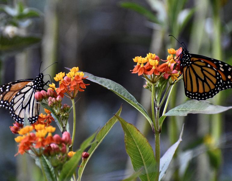 Two orange-and-black monarch butterflies drink nectar on yellow-and-red colored flowers. The flowers are tropical milkweed, a non-native plant that should not be grown to help monarchs.
