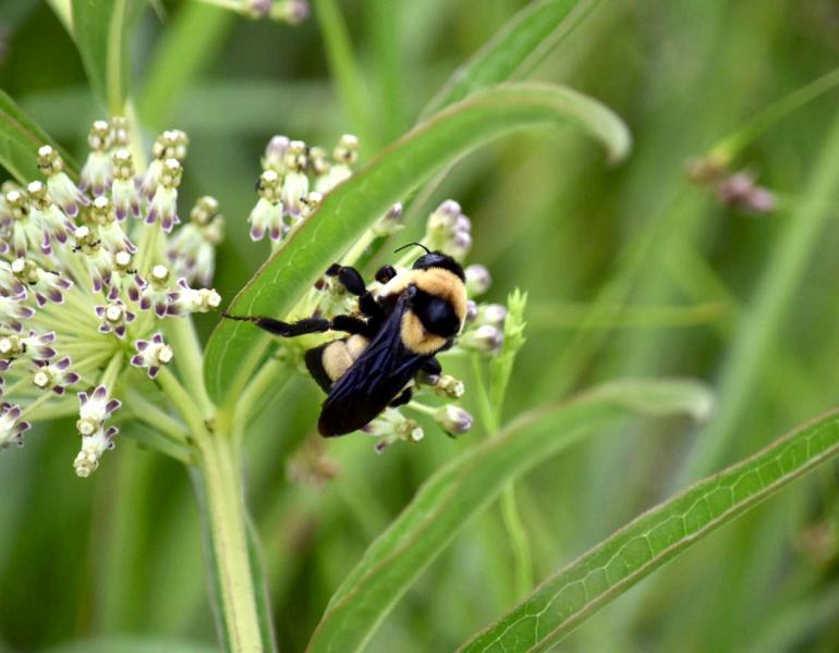 Endangered southern plains bumble bee on milkweed blooms