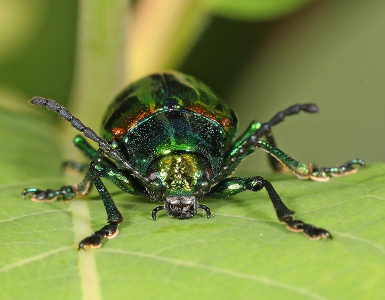 Metallic and multicolored dogbane beetle